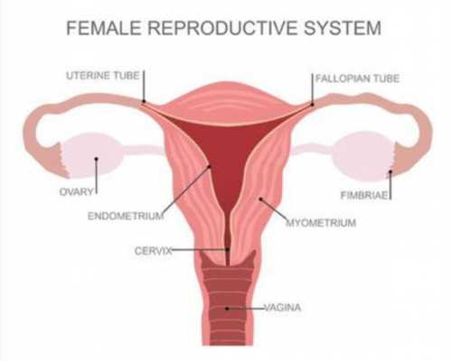 中国哪家医院供卵多些,试管婴儿胚胎级别怎么看？移植的标准是什么？