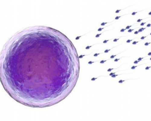 国内供卵费用及流程,少精症必要检查：除精液常规外还有免疫学