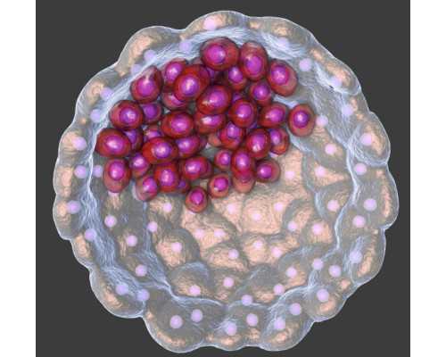 国内供卵试管的成功率,做试管婴儿为什么28天打一针？一文全面解答